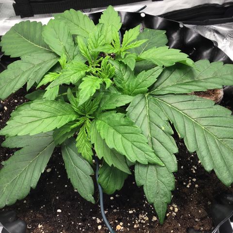 Godzilla Cookies Auto 2023 growlog timeline photo