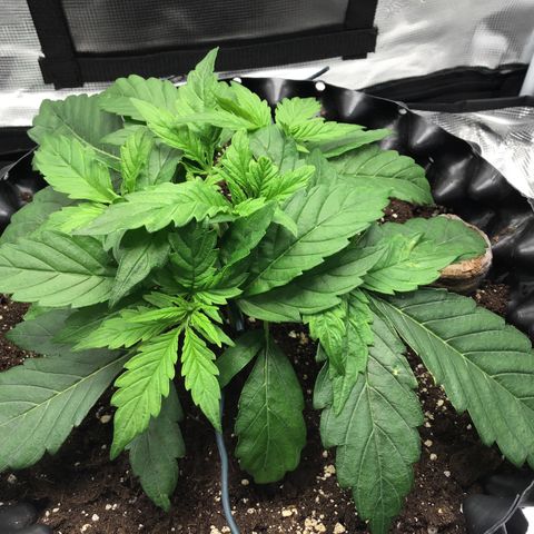 Godzilla Cookies Auto 2023 growlog timeline photo