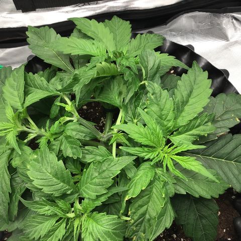 Godzilla Cookies Auto 2023 growlog photo: 1L water