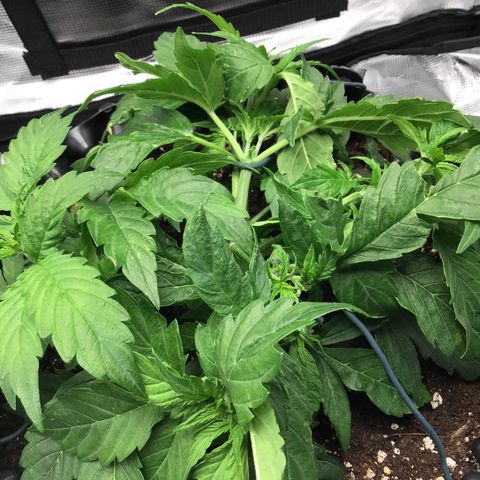 Godzilla Cookies Auto 2023 growlog timeline photo