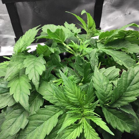 Godzilla Cookies Auto 2023 growlog timeline photo