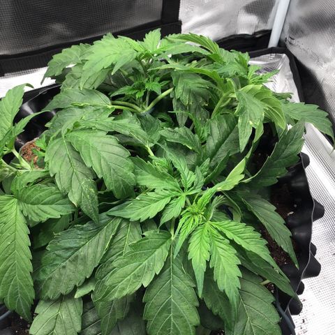 Godzilla Cookies Auto 2023 growlog timeline photo