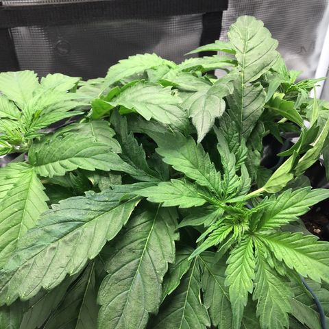 Godzilla Cookies Auto 2023 growlog timeline photo