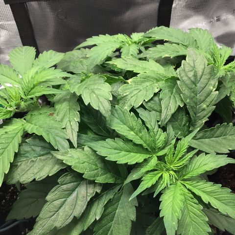 Godzilla Cookies Auto 2023 growlog timeline photo