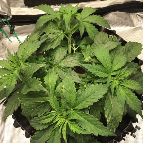 Godzilla Cookies Auto 2023 growlog timeline photo