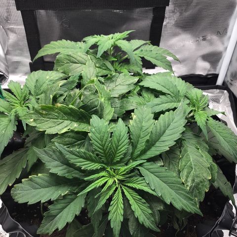 Godzilla Cookies Auto 2023 growlog timeline photo