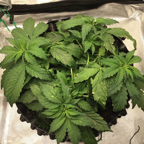 Godzilla Cookies Auto 2023 growlog timeline photo