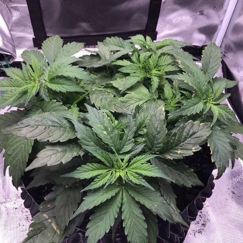 Godzilla Cookies Auto 2023 growlog timeline photo