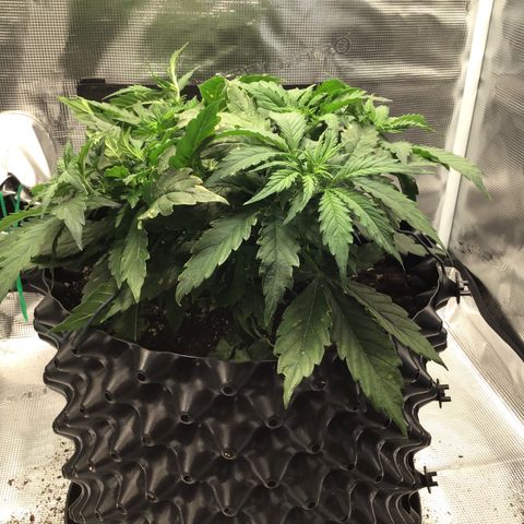 Godzilla Cookies Auto 2023 growlog timeline photo