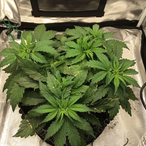 Godzilla Cookies Auto 2023 growlog timeline photo