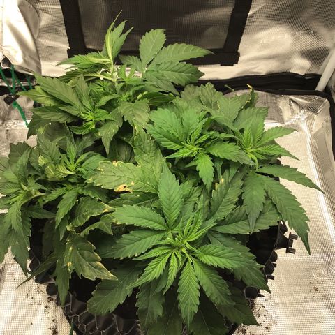 Godzilla Cookies Auto 2023 growlog timeline photo