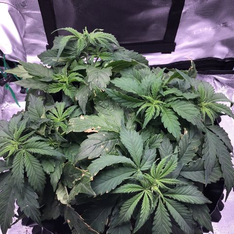 Godzilla Cookies Auto 2023 growlog timeline photo