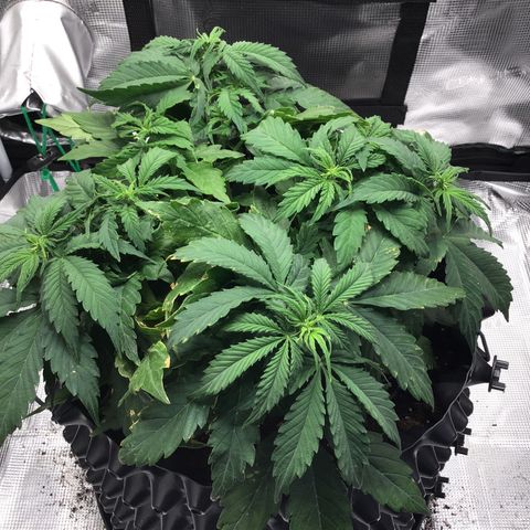 Godzilla Cookies Auto 2023 growlog timeline photo