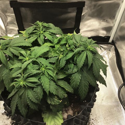 Godzilla Cookies Auto 2023 growlog timeline photo