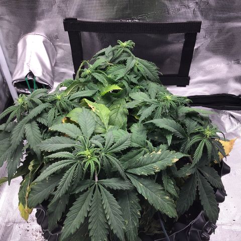 Godzilla Cookies Auto 2023 growlog timeline photo