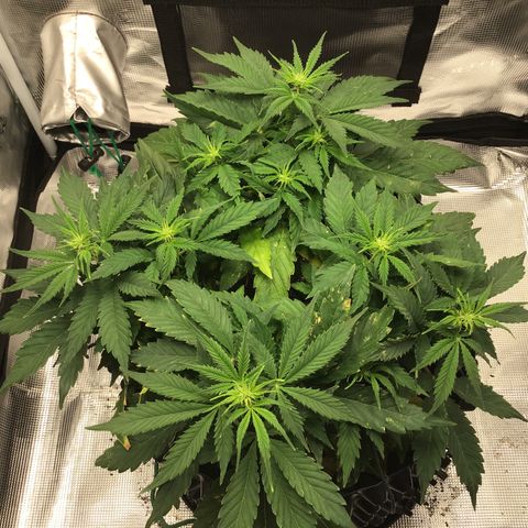Godzilla Cookies Auto 2023 growlog timeline photo
