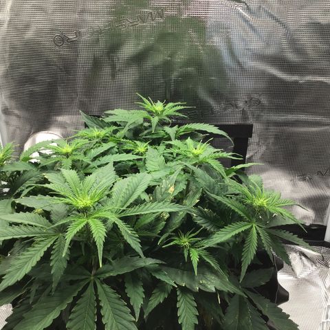 Godzilla Cookies Auto 2023 growlog timeline photo