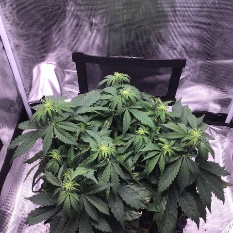Godzilla Cookies Auto 2023 growlog timeline photo