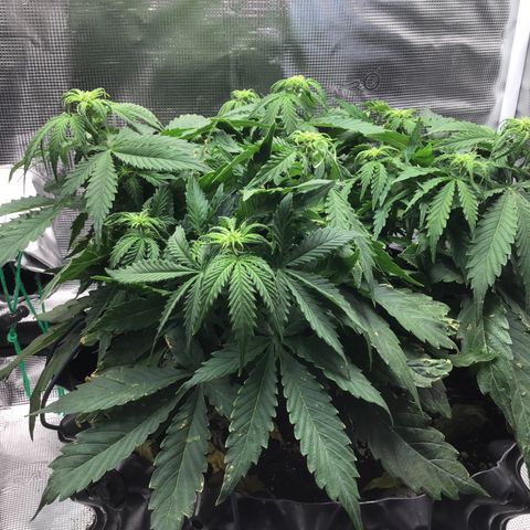 Godzilla Cookies Auto 2023 growlog timeline photo