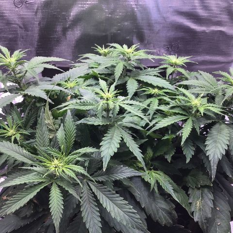 Godzilla Cookies Auto 2023 growlog timeline photo