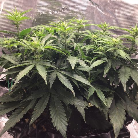 Godzilla Cookies Auto 2023 growlog timeline photo