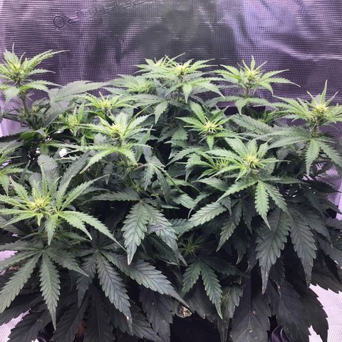 Godzilla Cookies Auto 2023 growlog timeline photo