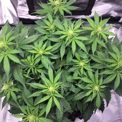 Godzilla Cookies Auto 2023 growlog timeline photo