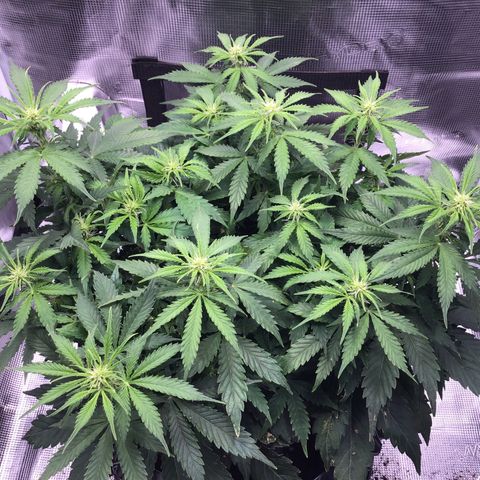 Godzilla Cookies Auto 2023 growlog timeline photo