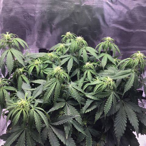 Godzilla Cookies Auto 2023 growlog timeline photo