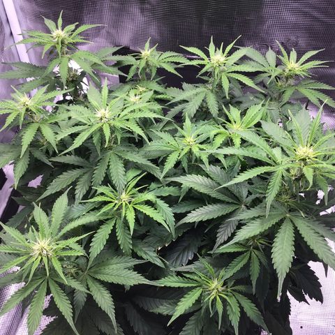 Godzilla Cookies Auto 2023 growlog timeline photo