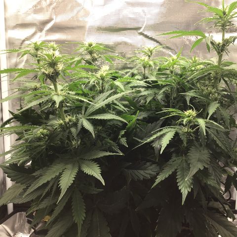 Godzilla Cookies Auto 2023 growlog timeline photo