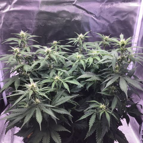 Godzilla Cookies Auto 2023 growlog timeline photo