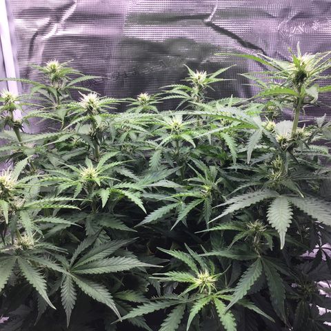Godzilla Cookies Auto 2023 growlog timeline photo