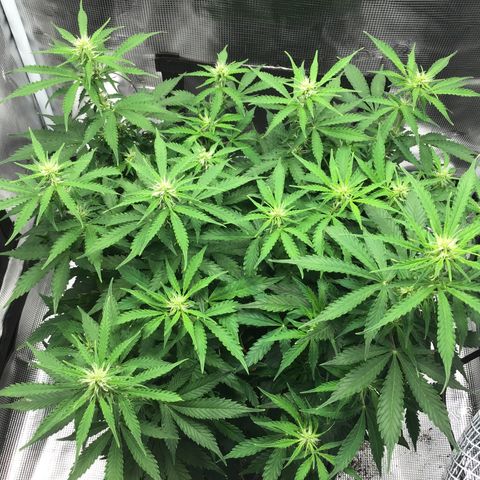 Godzilla Cookies Auto 2023 growlog timeline photo