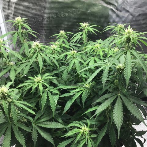 Godzilla Cookies Auto 2023 growlog timeline photo