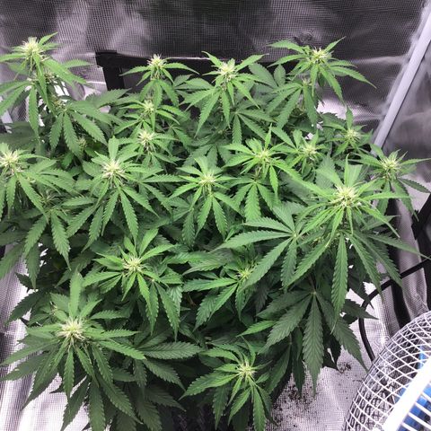 Godzilla Cookies Auto 2023 growlog timeline photo