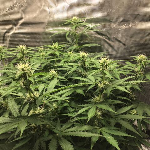 Godzilla Cookies Auto 2023 growlog timeline photo