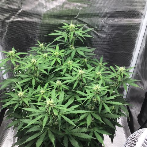 Godzilla Cookies Auto 2023 growlog timeline photo