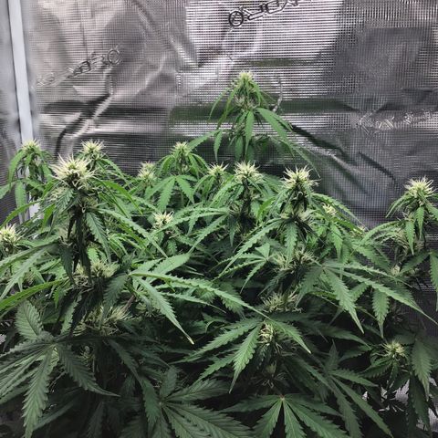 Godzilla Cookies Auto 2023 growlog timeline photo