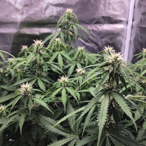 Godzilla Cookies Auto 2023 growlog timeline photo