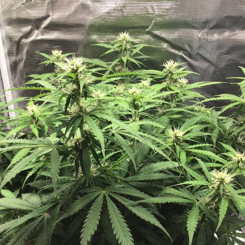 Godzilla Cookies Auto 2023 growlog timeline photo