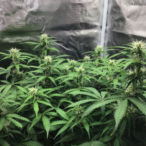 Godzilla Cookies Auto 2023 growlog timeline photo