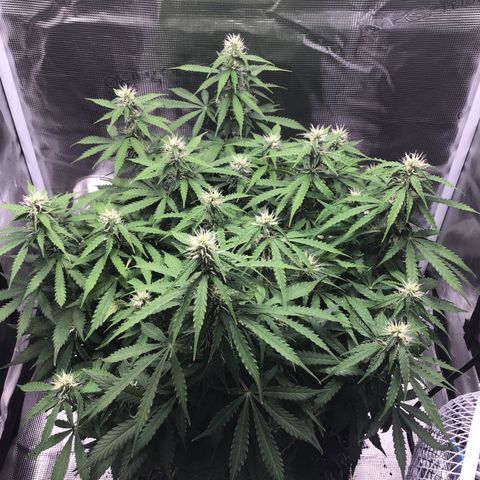 Godzilla Cookies Auto 2023 growlog timeline photo