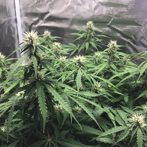 Godzilla Cookies Auto 2023 growlog timeline photo