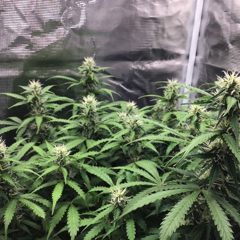 Godzilla Cookies Auto 2023 growlog timeline photo