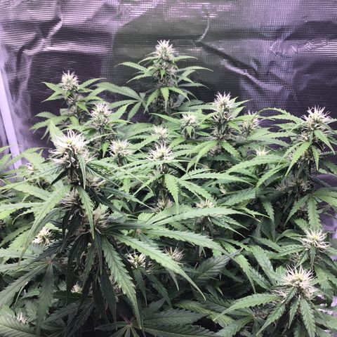 Godzilla Cookies Auto 2023 growlog timeline photo