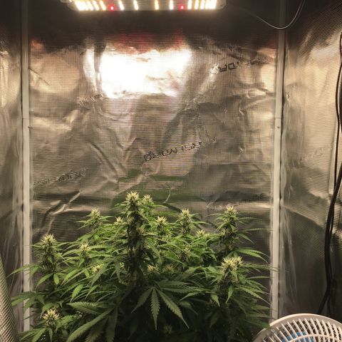 Godzilla Cookies Auto 2023 growlog photo: 34 cm from canopy