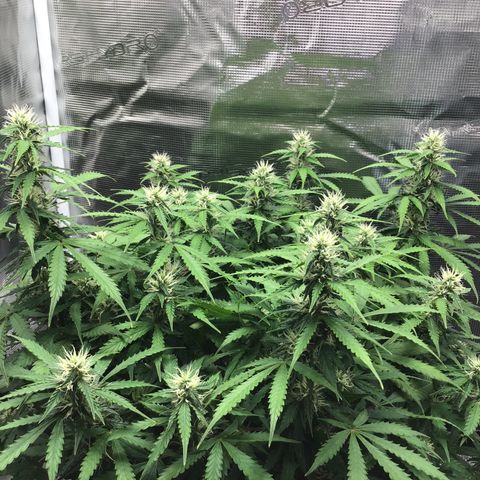 Godzilla Cookies Auto 2023 growlog photo: 34 cm from canopy