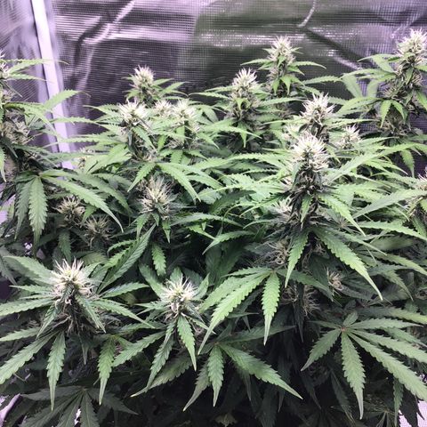 Godzilla Cookies Auto 2023 growlog timeline photo
