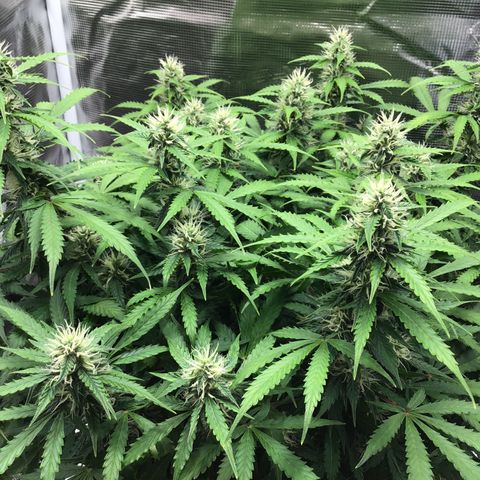 Godzilla Cookies Auto 2023 growlog timeline photo